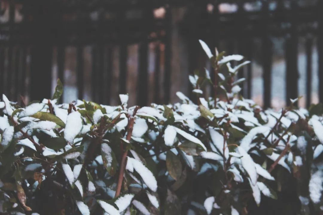 小博贺岁丨岁末敬颂冬绥小雪万事胜意文末有福利