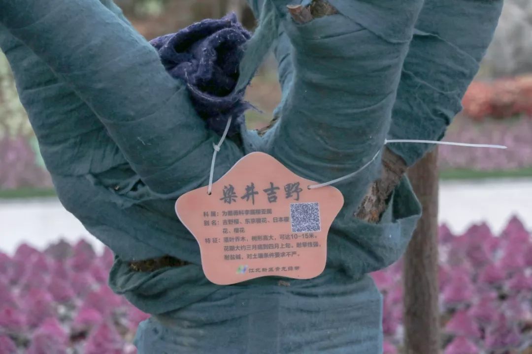 看樱花不用去鸡鸣寺，江北这片樱花林惊艳全南京！