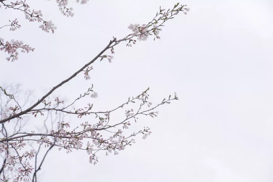 看樱花不用去鸡鸣寺，江北这片樱花林惊艳全南京！