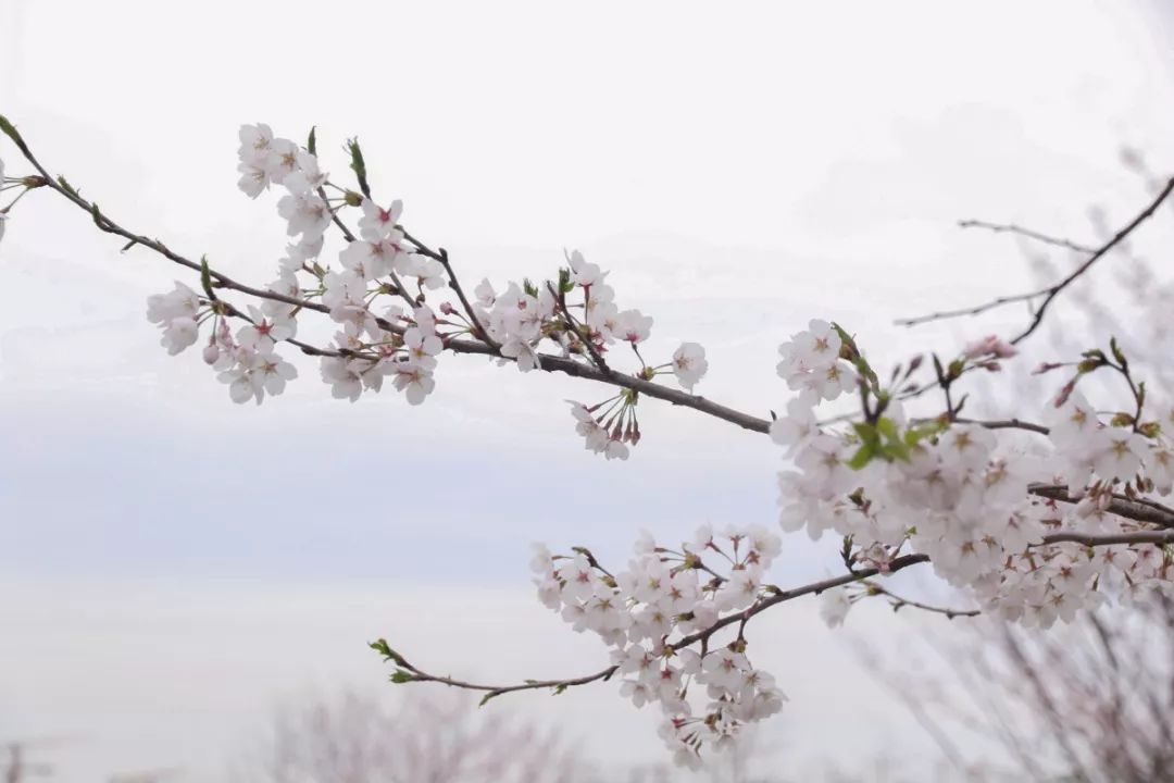 看樱花不用去鸡鸣寺，江北这片樱花林惊艳全南京！