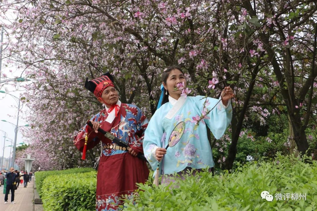 美上天柳州人为拍紫荆花吊车都请来了各种姿势太欢乐