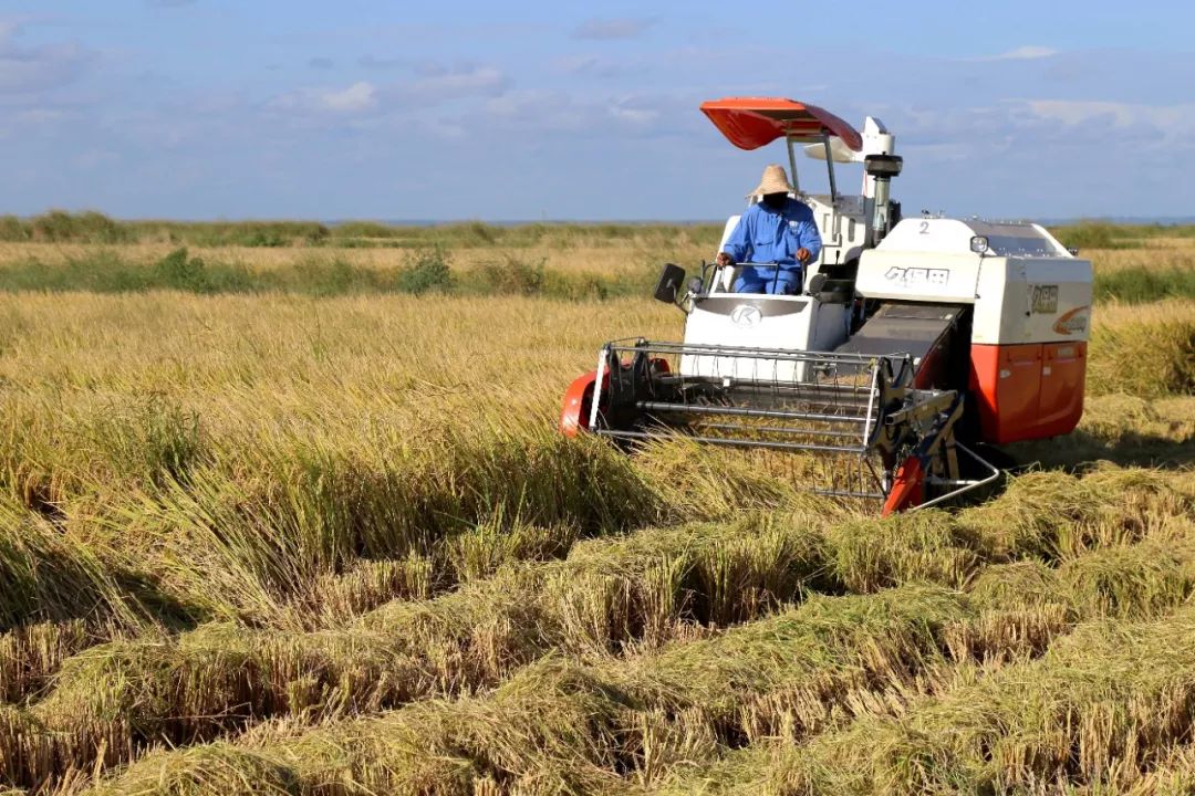 2018年4月14日，在莫桑比克加扎省的万宝莫桑农业园，收割机在稻田里收割。万宝莫桑农业园项目是中莫两国合作重点项目之一。新华社发