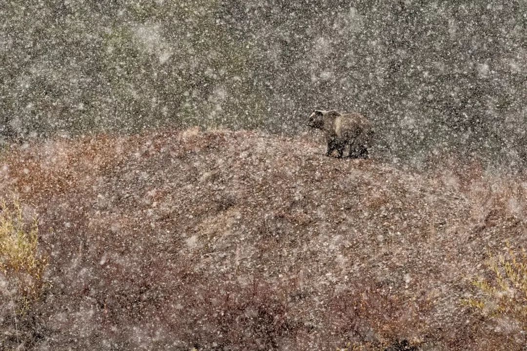 冠军，《在雪中……》，摄影：Stefano Quirini