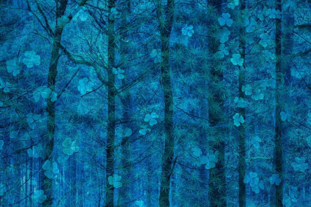 冠军,《喜上树梢》,摄影:Simone Baumeister