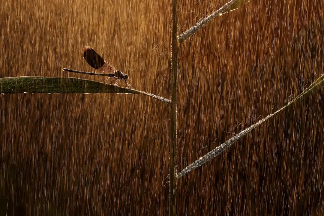 冠军,《金色的雨》,摄影:Norbert Kaszás
