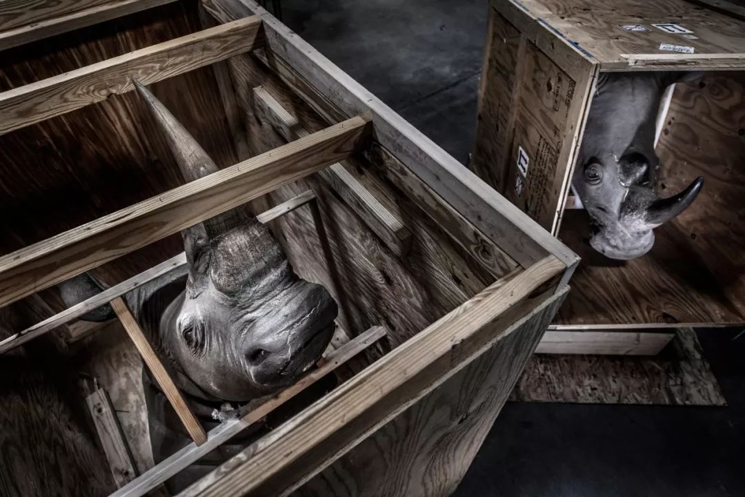 亚军,《战利品白犀牛》,摄影:Britta Jaschinski
