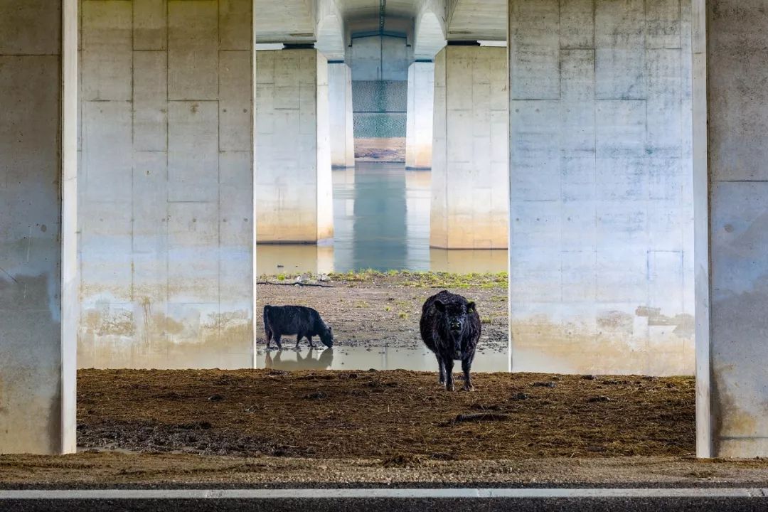 冠军，《桥下的加洛韦》，摄影：Karin de Jonge