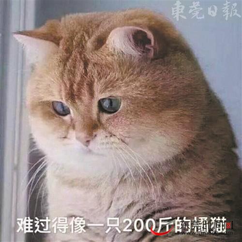 网络流行语|冲鸭 目瞪狗呆 大橘为重 “动物系”流行语get起来