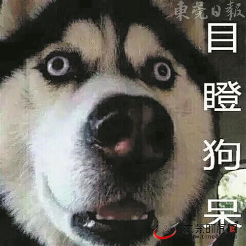 网络流行语|冲鸭 目瞪狗呆 大橘为重 “动物系”流行语get起来