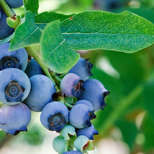 花卉假盆栽早就过时了，大城市流行养这富贵盆景，一年四季一片红