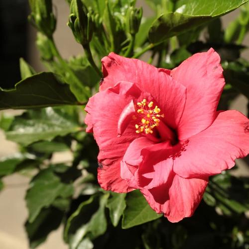 花卉假盆栽早就过时了，大城市流行养这富贵盆景，一年四季一片红