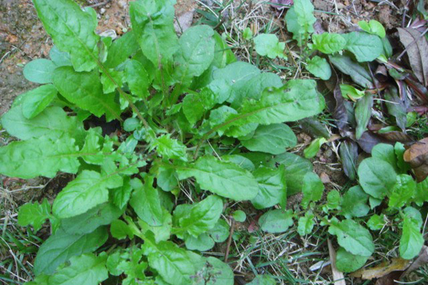 踏春:蒌蒿满地芦芽短 正是采摘野菜时