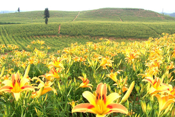 踏春:蒌蒿满地芦芽短 正是采摘野菜时