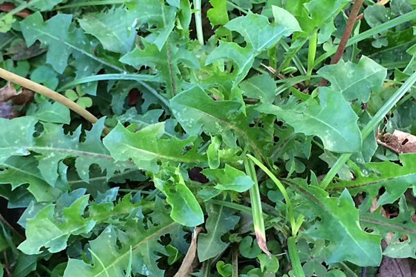 踏春:蒌蒿满地芦芽短 正是采摘野菜时