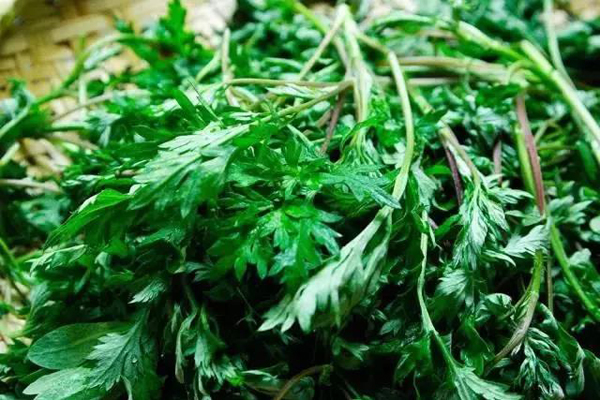 踏春:蒌蒿满地芦芽短 正是采摘野菜时