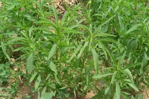 踏春:蒌蒿满地芦芽短 正是采摘野菜时