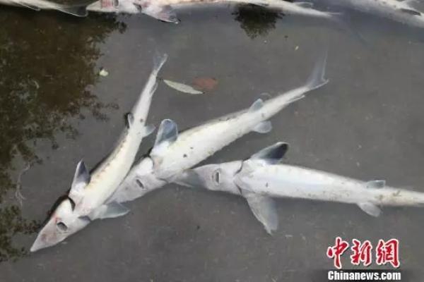 1万条中华鲟被毒死?专家辟谣:不可能鱼塘养殖(图)