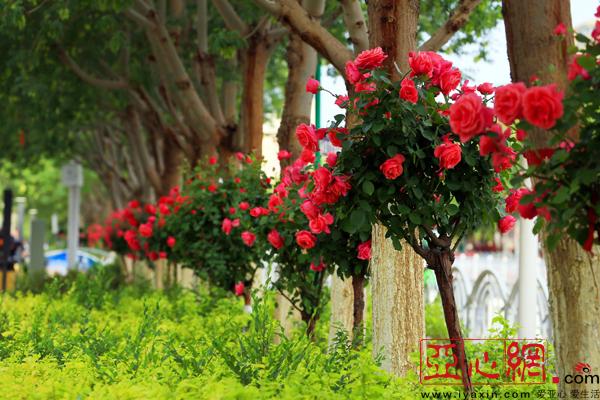 冰糖甜瓜、牛奶西瓜出闺 玫瑰花做伴娘 来托克