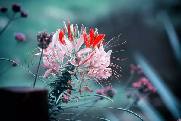 抖音毁了中国年轻人?黄磊的这句话刷爆了朋友