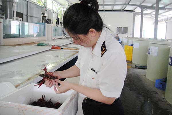 小龙虾首次经珠海口岸出口澳门(图)