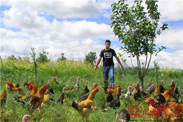新疆裕民县生态养殖促增收