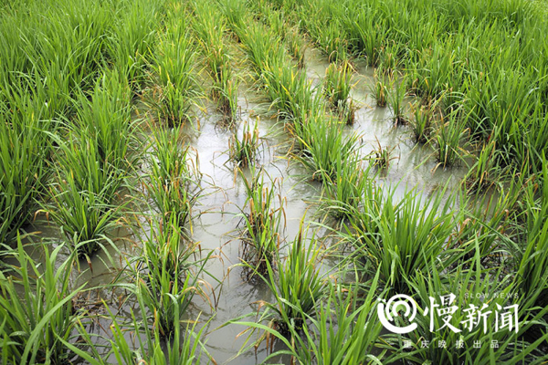 据村民介绍，稻田里的秧苗有的变黄枯萎。