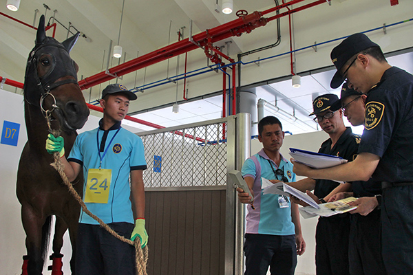 香港马会首批现役马进驻从化马场 海关采
