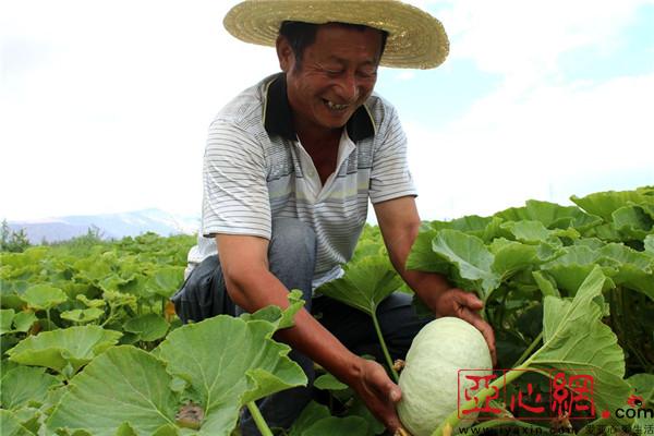 新疆焉耆县800亩板栗南瓜长势喜人 丰收在望