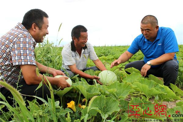 新疆焉耆县800亩板栗南瓜长势喜人 丰收在望