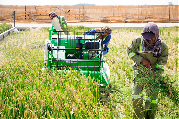 袁隆平团队迪拜沙漠种海水稻成功:将在中东北