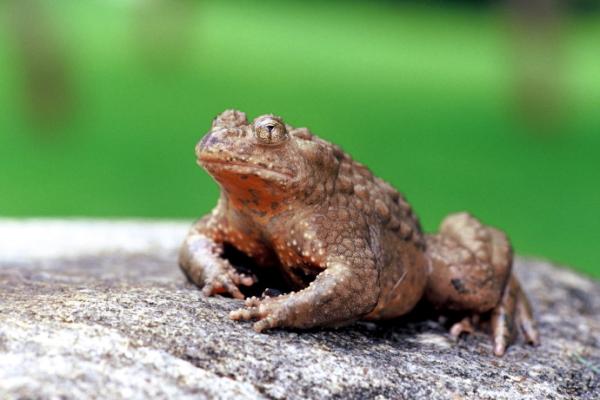 科学家从大蹼铃蟾身上找到伤口无疤痕愈合线索