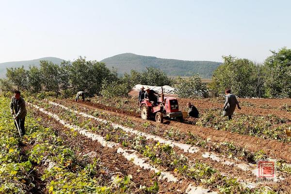高平市石末紫峰红红薯 抖音里抖出新销路