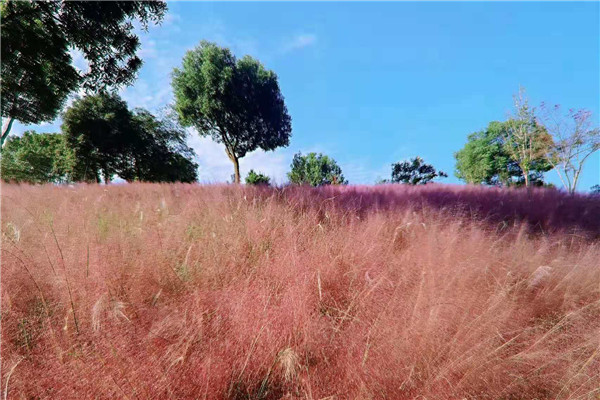 长沙普瑞酒店绽放粉黛网红草 陪你度过最浪漫