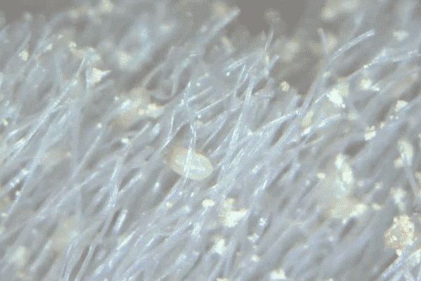 妈呀，每天睡的床竟然有这么脏！