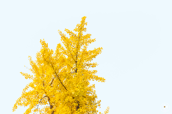 背景 壁纸 花 绿色 绿叶 树叶 植物 桌面 600_400 gif 动态图 动图