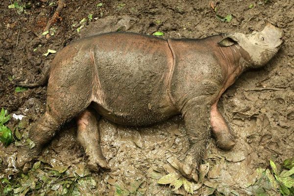 自2011年开始，多国之间的苏门答腊犀牛交换配种计划已开始实施，以免此物种灭绝。（新华社）