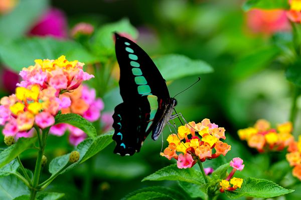 镜头 | 一雷惊蛰始 春回万物生