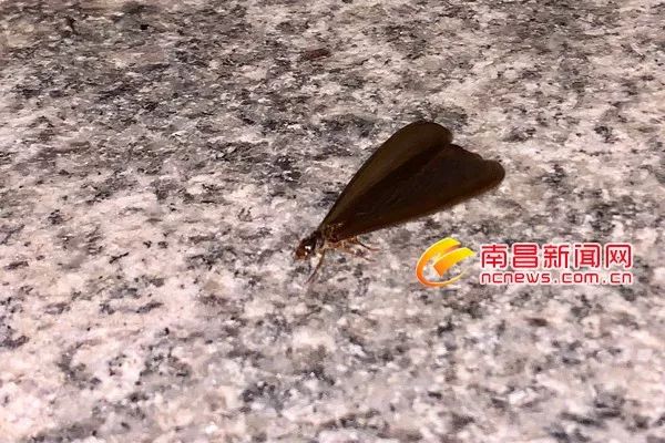 (南昌日报社记者马悦摄)