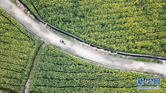 正是安徽赏花季,送你一份拍摄锦囊投身油菜花海