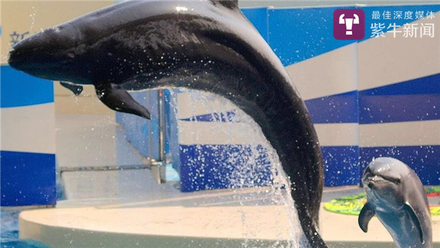 游客海陵岛扛走“海豚” 经鉴定为伪虎鲸幼崽尸体