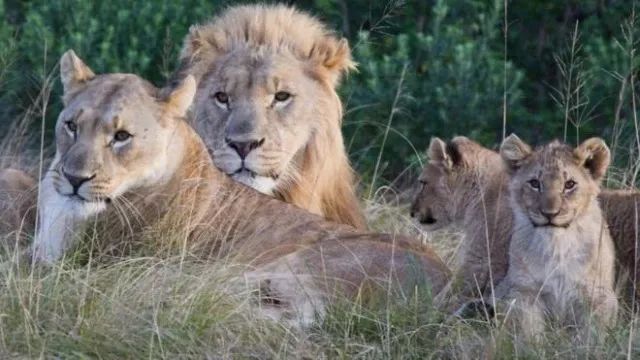 南非官方：至少两名偷猎者被狮子猎杀 吃得只剩渣