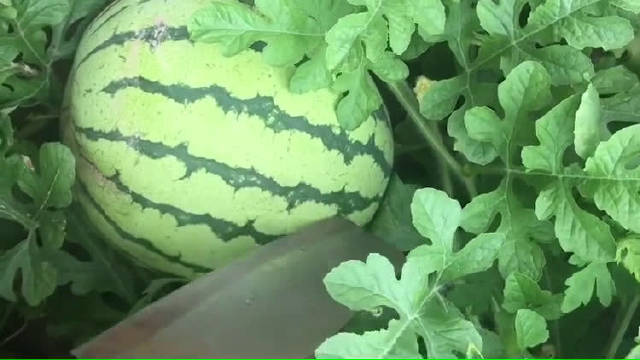 西瓜怎么种植的视频 5caf-iaantfi7648392.jpg