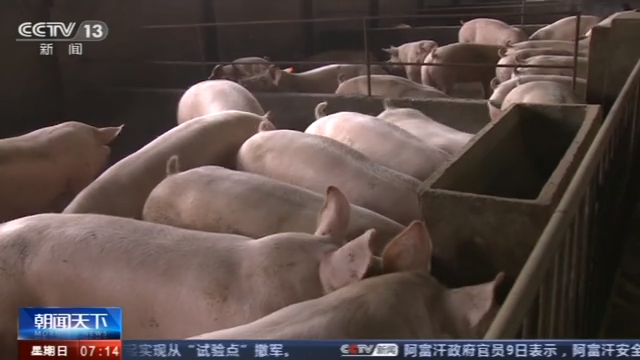 养殖户,生猪生产