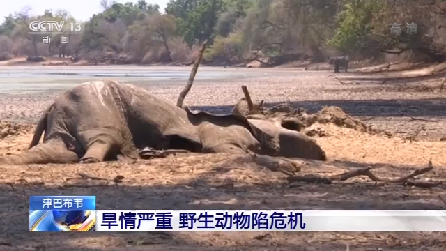 开户赠送金币|汽车拉飞机这事儿,只是骗子的营销把戏吗?