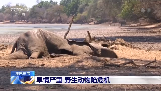 津巴布韦大旱：350万人粮食短缺 大量动物被渴死