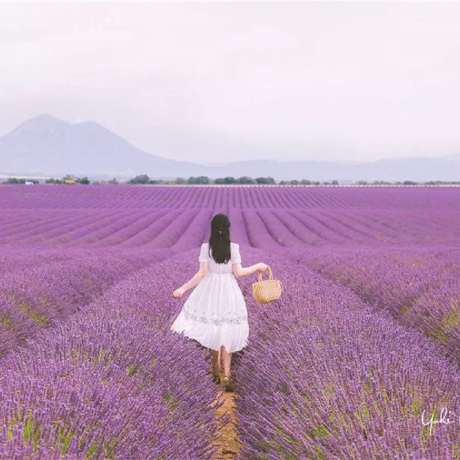 一步一步走在薰衣草田中,是绵延无界的紫色花海.