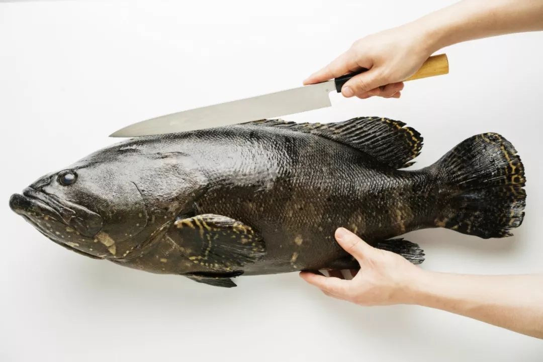 当深海龙趸遇上高星主厨,最资格的好吃嘴都走不动路了