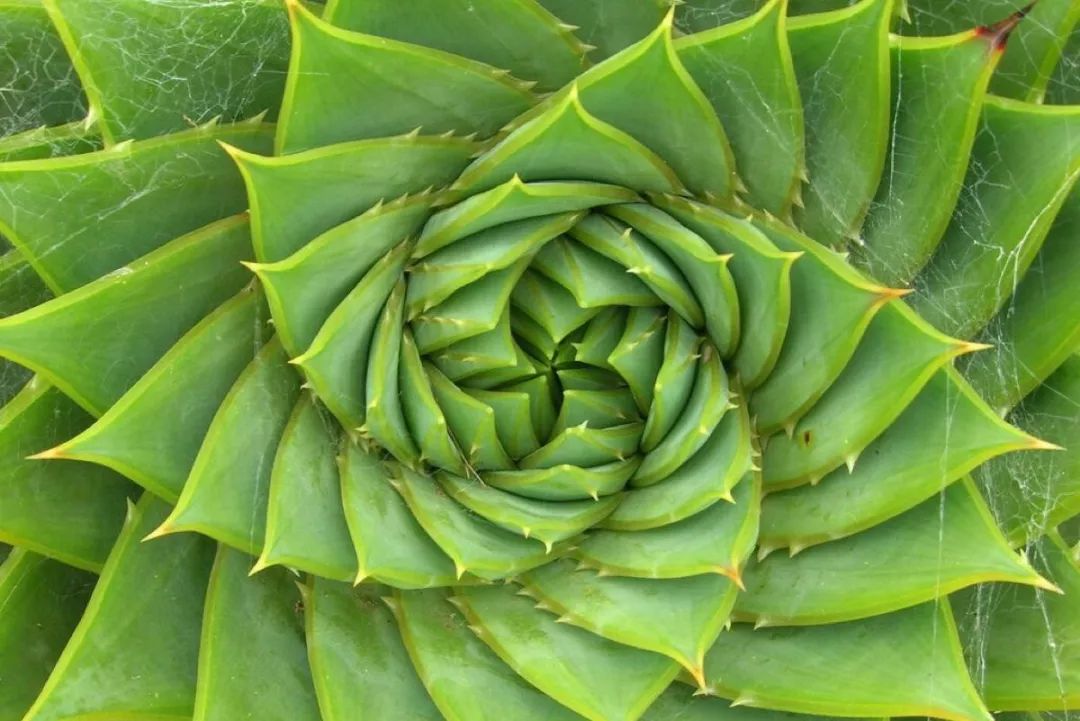 无毒的芦荟,真的存在吗?