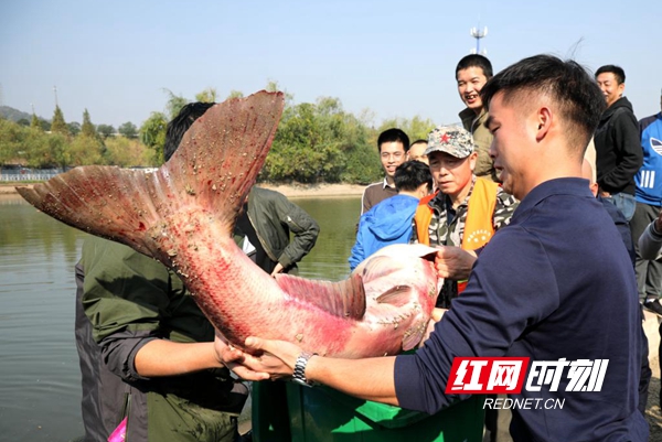 「至诚娱乐怎么代理」中国红、己亥猪,十里桃林江南景,申城商街商圈争相“忙年”