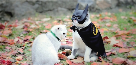 猫中吴彦祖张嘴就是爱情金句|爱情|喵星人|女神